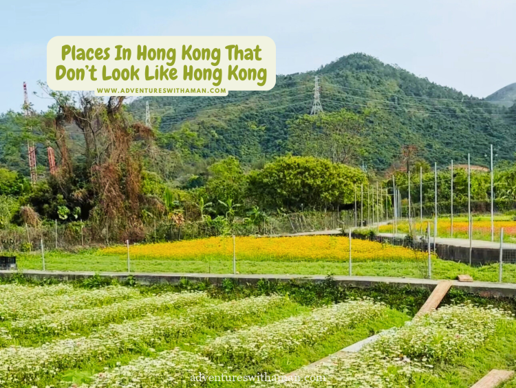 Fields of blooming flowers at this picturesque Hong Kong farm