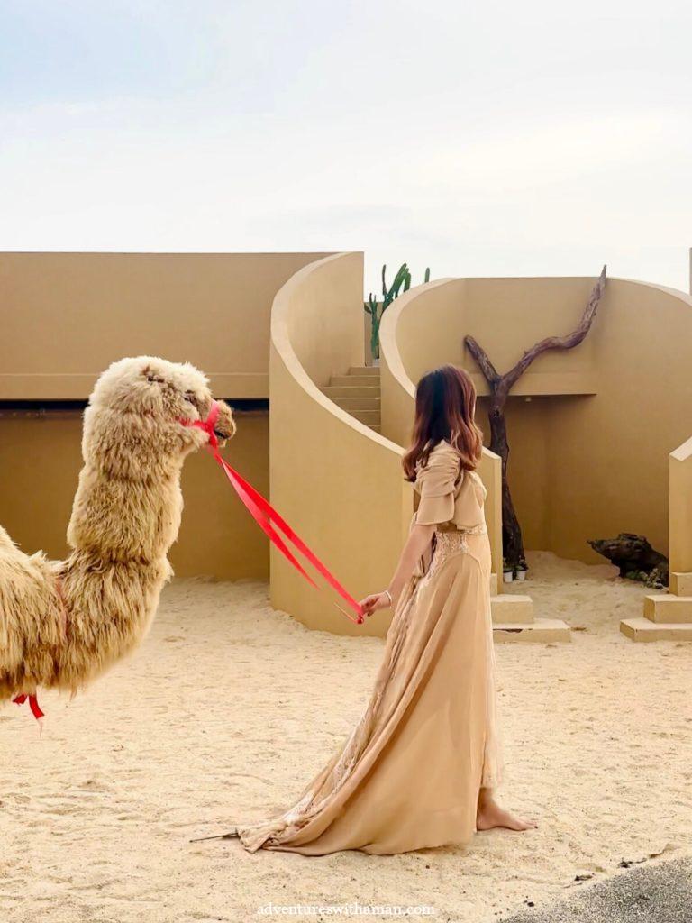 A photo in the Shenzhen  desert cafe with a camel